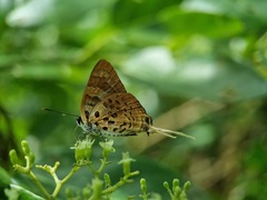 Bindahara phocides