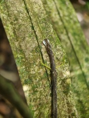 Lobonecroscia subflava