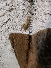 Gryllodes sigillatus