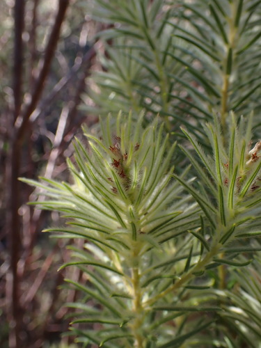 Phylica plumosa, photograph 1