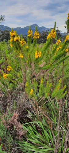 Algoa Honeybush (Cyclopia pubescens)