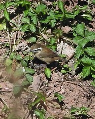 Troglodytes solstitialis