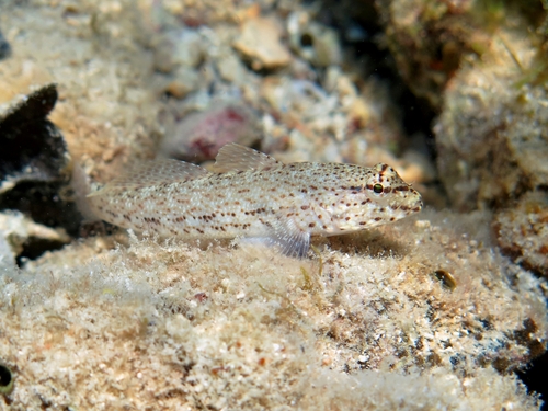 Incognito Goby, photo 2 of 9