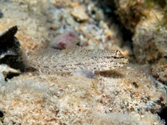 Incognito Goby photo 2