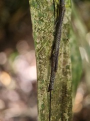 Lobonecroscia subflava