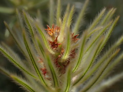 Phylica plumosa