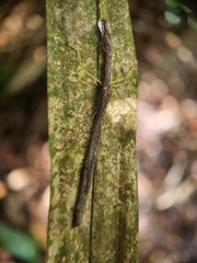 Lobonecroscia subflava