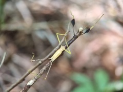 Lobonecroscia subflava