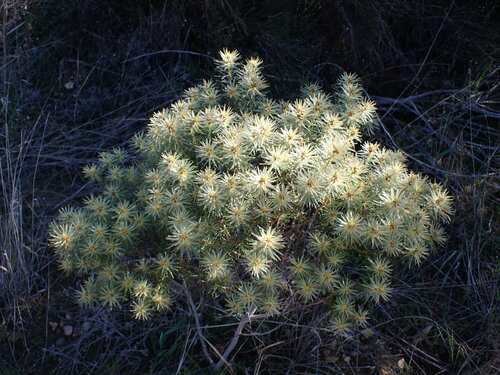 Phylica plumosa, photograph 3