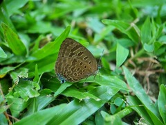 Arhopala athada