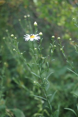 Aster hispidus
