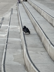 Columba livia domestica