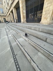 Columba livia domestica