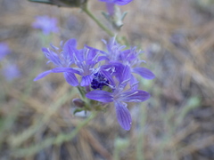 Eriastrum pluriflorum