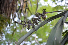 Aechmea angustifolia