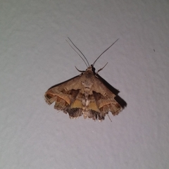 Acantholipes