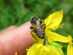 Andrena intermedia
