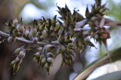 Aechmea angustifolia