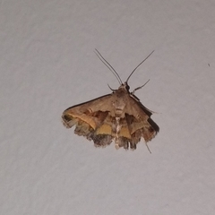 Acantholipes