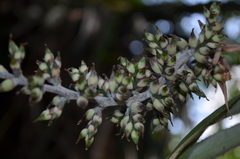 Aechmea angustifolia