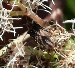 Harmostes fraterculus