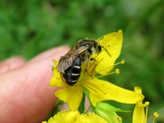 Andrena intermedia