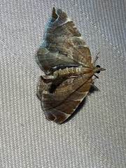 Eulithis molliculata