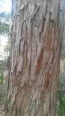 Piptadenia gonoacantha