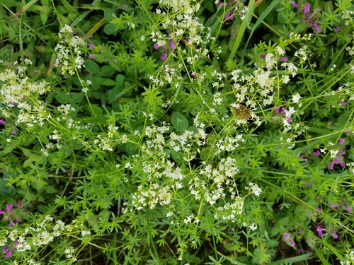 False baby's breath (Galium mollugo)