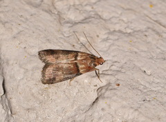 Acrobasis repandana