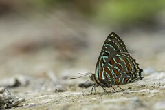 Hypochrysops pythias