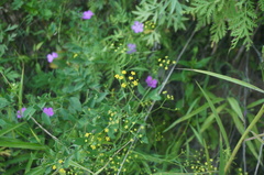 Bupleurum chinense