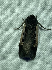 Dichagyris reliqua