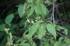 Philadelphus pekinensis
