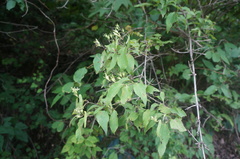 Philadelphus pekinensis