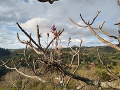 Tillandsia streptocarpa