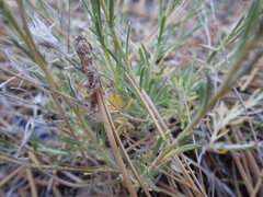 Eriastrum pluriflorum