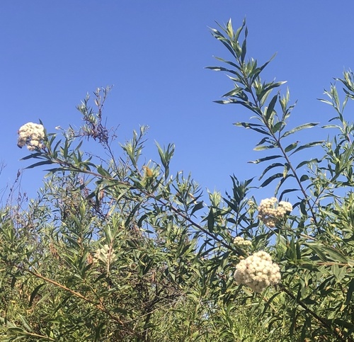 iNaturalist observation photo of mule fat