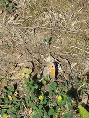 Coenonympha pamphilus