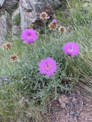 Psephellus caucasicus