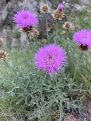 Psephellus caucasicus