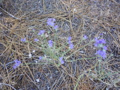 Eriastrum pluriflorum