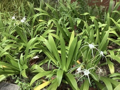 Hymenocallis littoralis