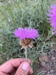 Psephellus caucasicus