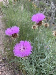 Psephellus caucasicus