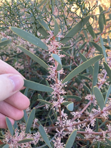Image of Hakea incrassata by (c) Thomas Mesaglio, some rights reserved (CC BY)