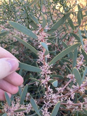 Hakea incrassata