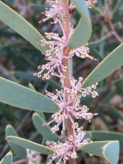 Hakea incrassata