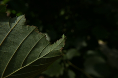 Malacocoris chlorizans