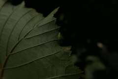 Malacocoris chlorizans